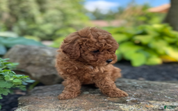 Mini Goldendoodle dogs for sale: Leeli - Image 2