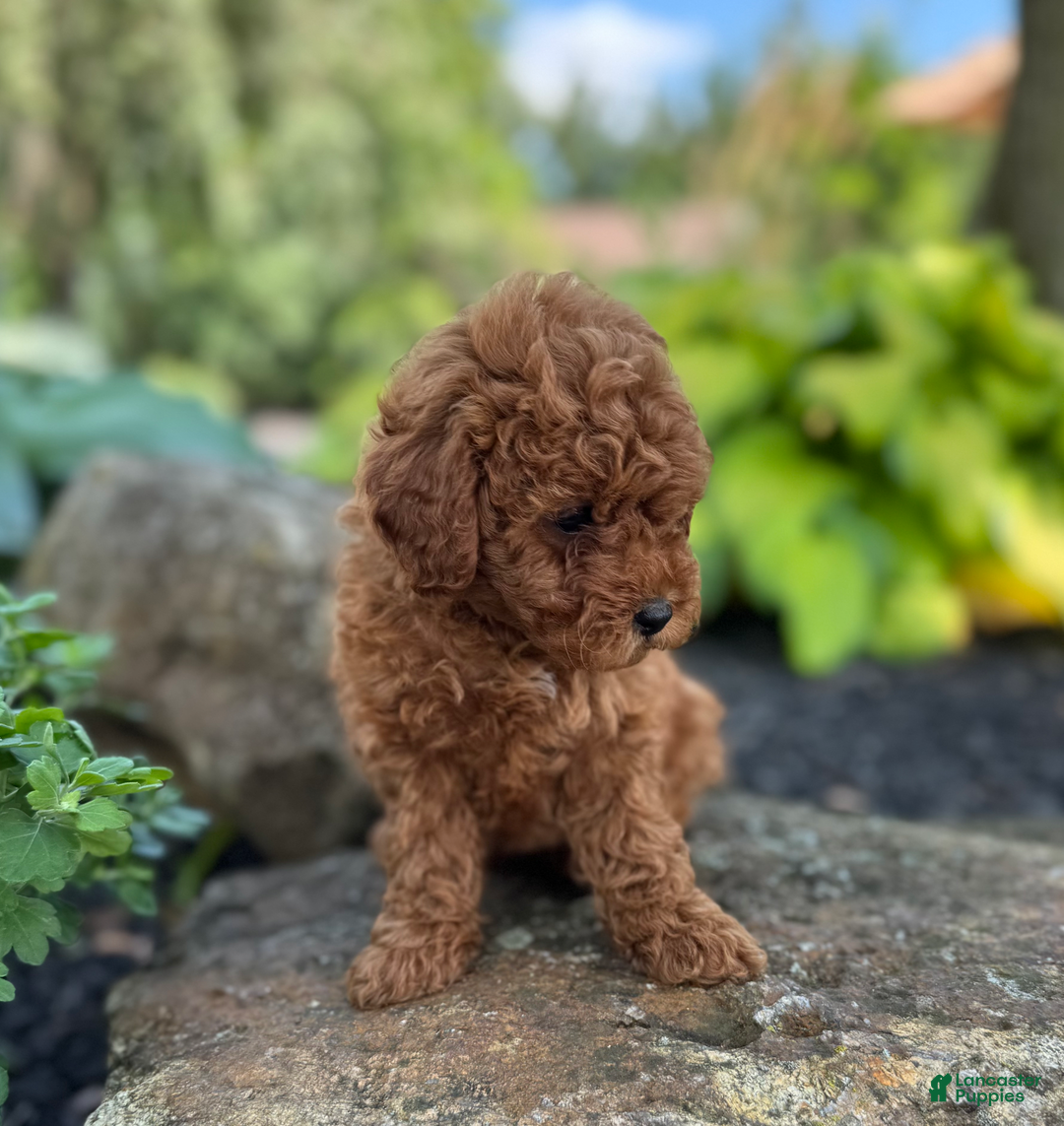 Mini Goldendoodle dogs for sale: Leeli - Image 2