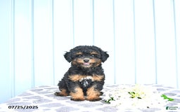 Toy Poodle dogs for sale: Khloe - Image 9