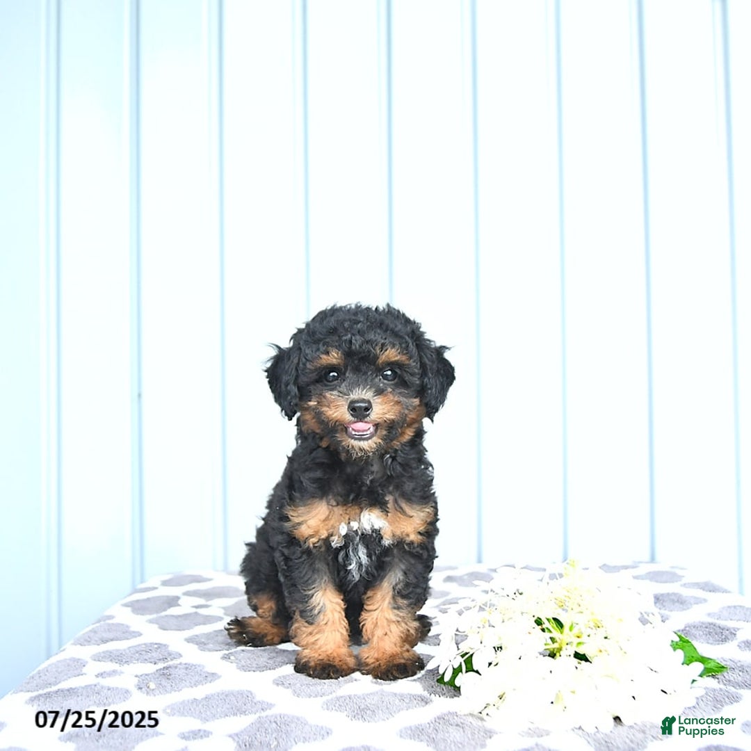 Toy Poodle dogs for sale: Khloe - Image 9