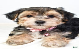 Morkie dogs for sale: Allie - Image 5