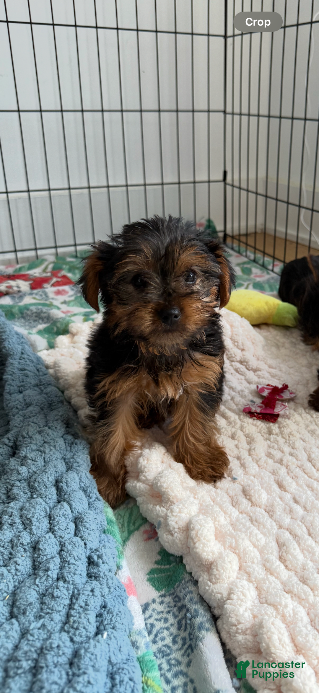 Yorkshire Terrier dogs for sale: Diamond - Image 5