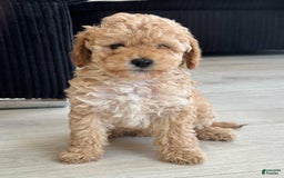 Toy Poodle dogs for sale: Queen - Image 1