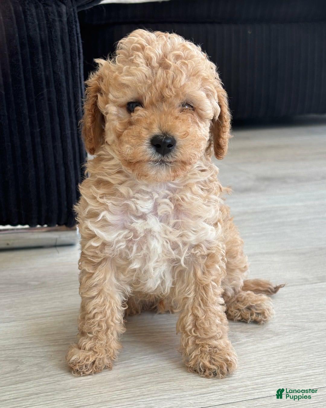 Toy Poodle dogs for sale: Queen - Image 1