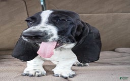 Basset Hound dogs for sale: Molly - Image 5