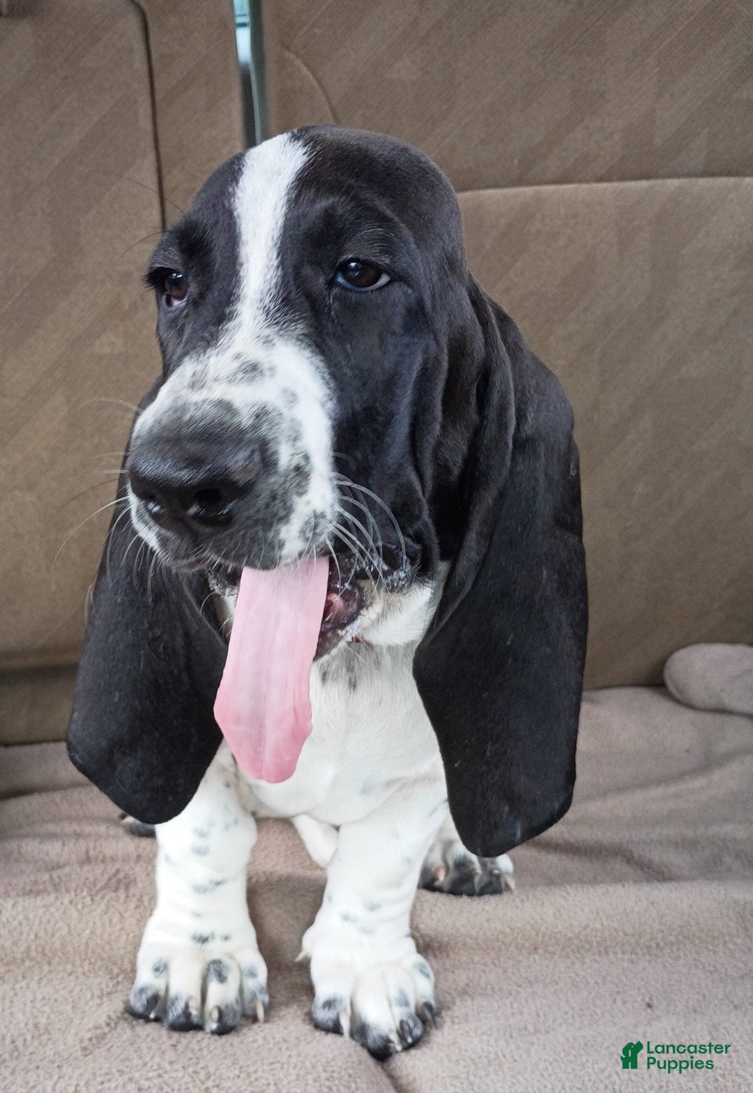 Basset Hound dogs for sale: Molly - Image 5