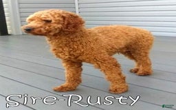 Mini Goldendoodle dogs for sale: Hallie - Image 12