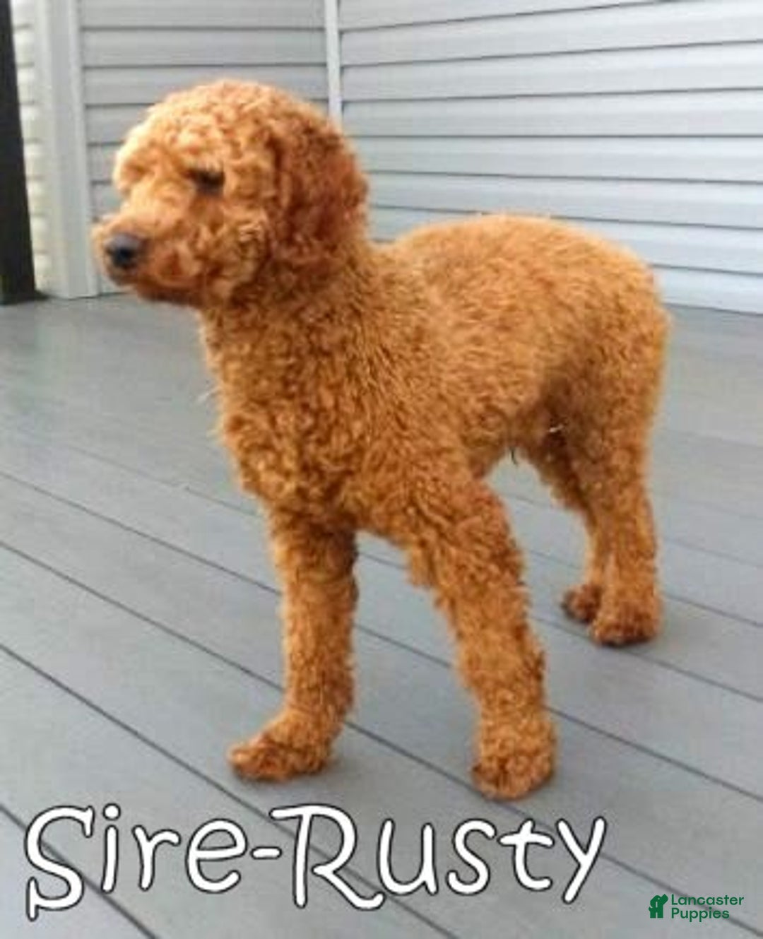 Mini Goldendoodle dogs for sale: Hallie - Image 12