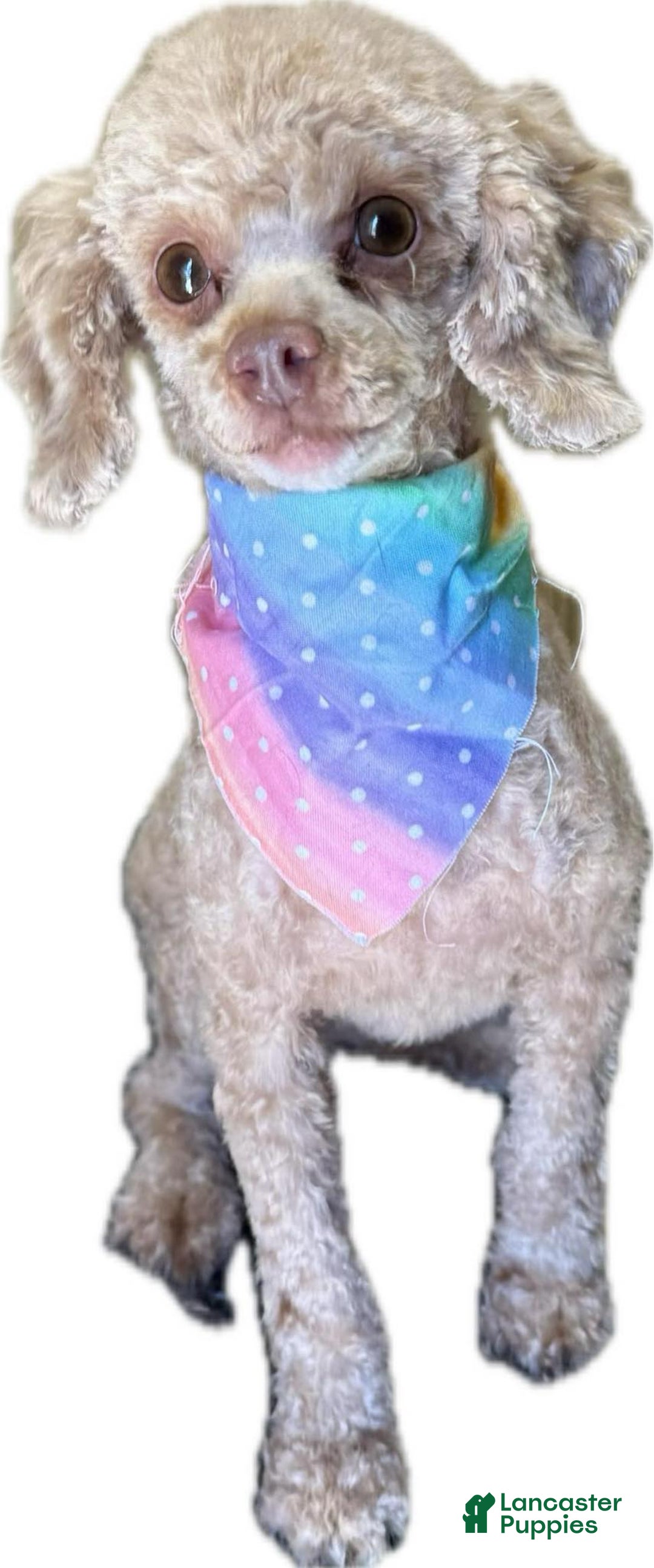 Yorkiepoo dogs for sale: Rita - Image 8