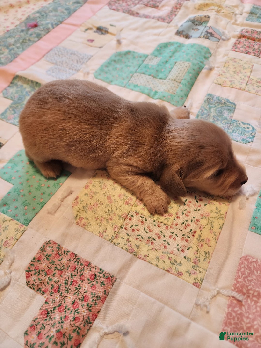 Miniature Dachshund dogs for sale: Chase - Image 18