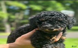 Cockapoo dogs for sale: Nova - Image 5