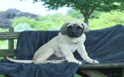 English Mastiff dogs for sale: Molly - Image 7