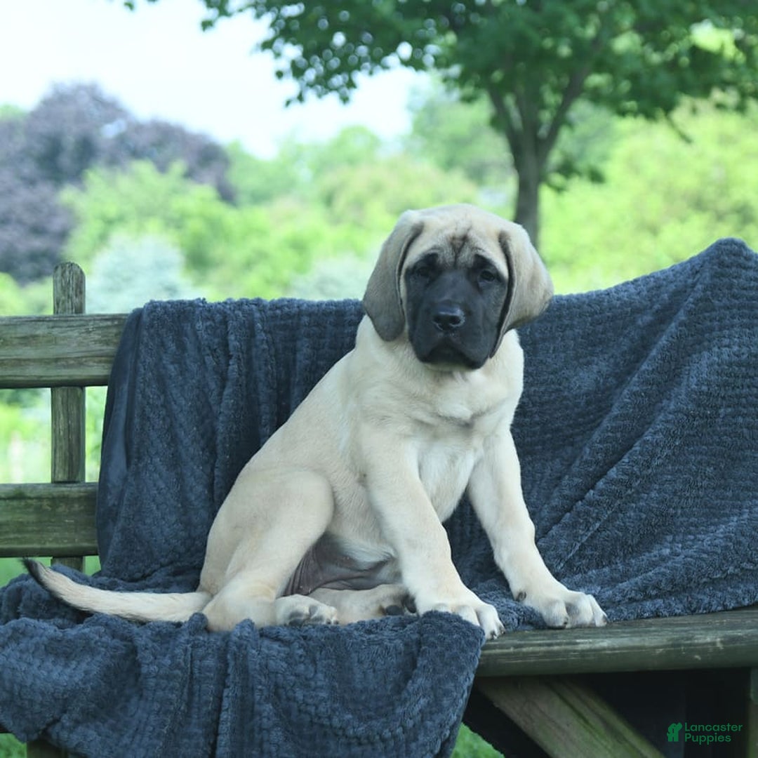 English Mastiff dogs for sale: Molly - Image 7
