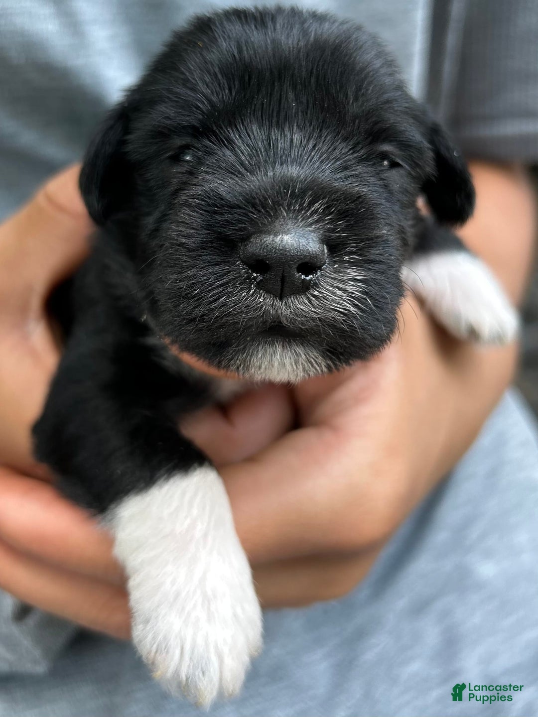 Miniature Schnauzer dogs for sale: Junie - Image 7
