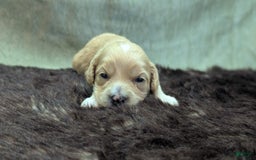 Cockapoo dogs for sale: Gobber - Image 13
