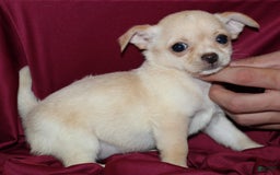 Chihuahua dogs for sale: Ivy - Image 5