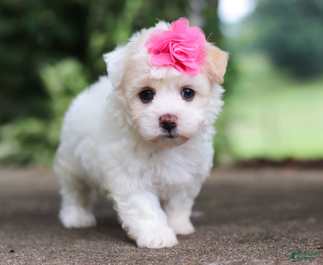 Havanese dogs for sale: Lexi - Image 7
