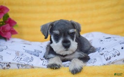 Miniature Schnauzer dogs for sale: Vincent - Image 3