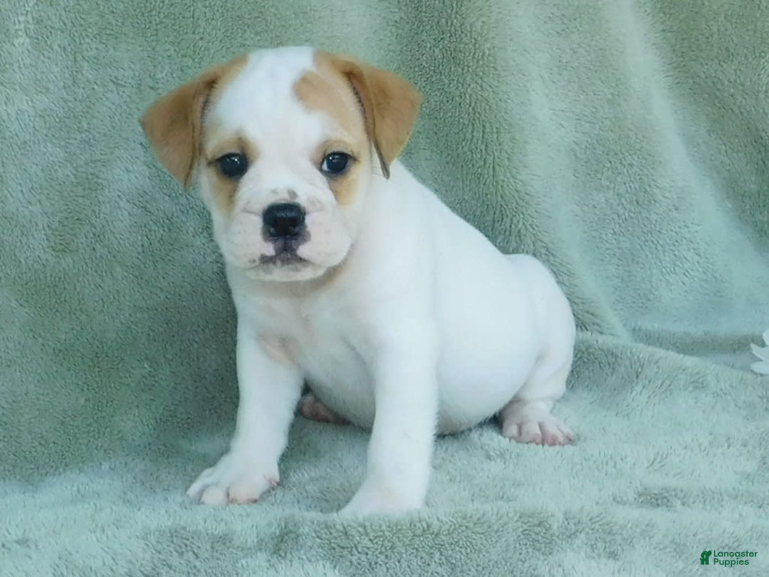 English Bulldog dogs for sale: Jasper - Image 6