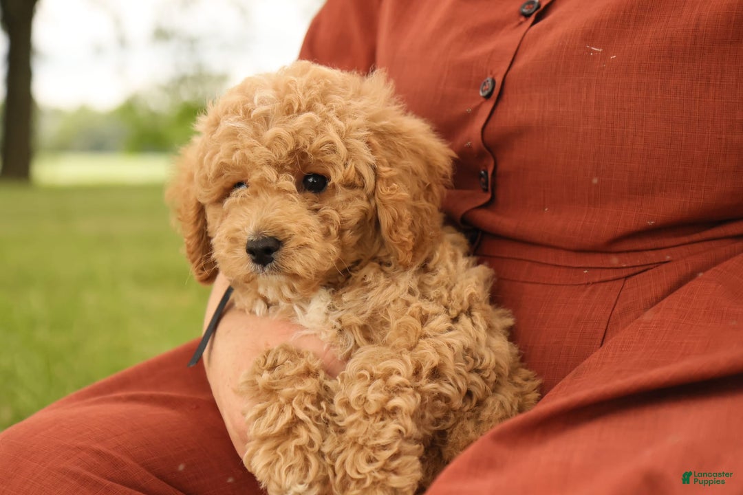 Mini Goldendoodle dogs for sale: Leo - Image 13