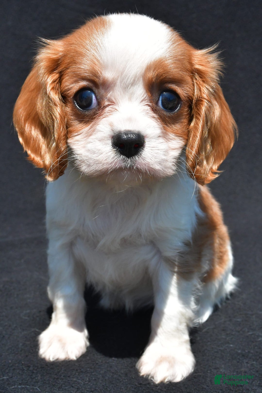 Cavalier King Charles Spaniel dogs for sale: Callie - Image 3