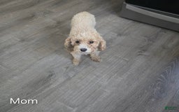 Toy Poodle dogs for sale: Max - Image 6