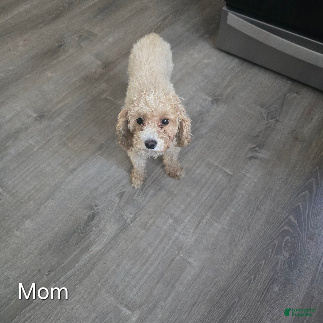 Toy Poodle dogs for sale: Max - Image 6