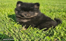 Pomeranian dogs for sale: Pomeranian 4 puppies - Image 10