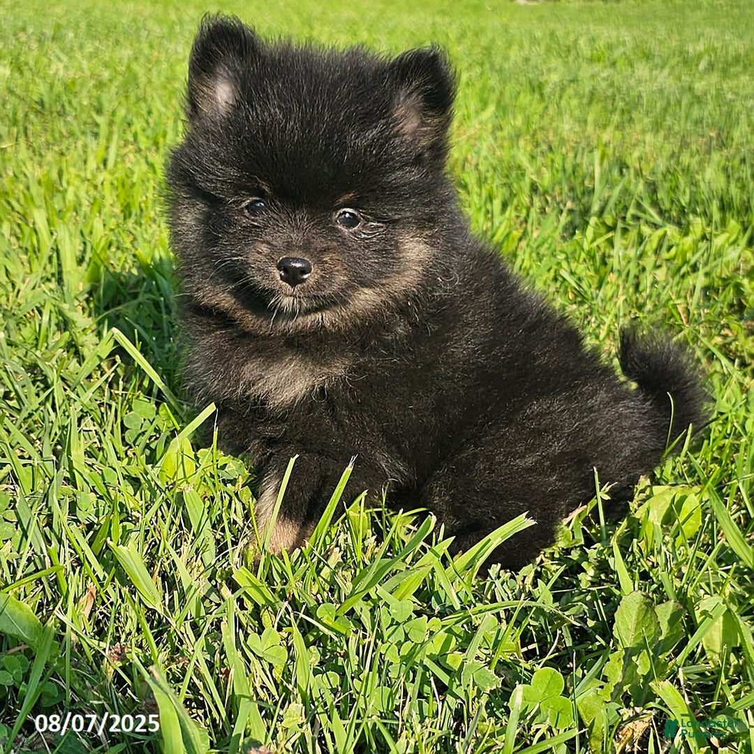 Pomeranian dogs for sale: Pomeranian 4 puppies - Image 10