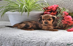Miniature Dachshund dogs for sale: Miniature Dachshund 4 puppies - Image 13