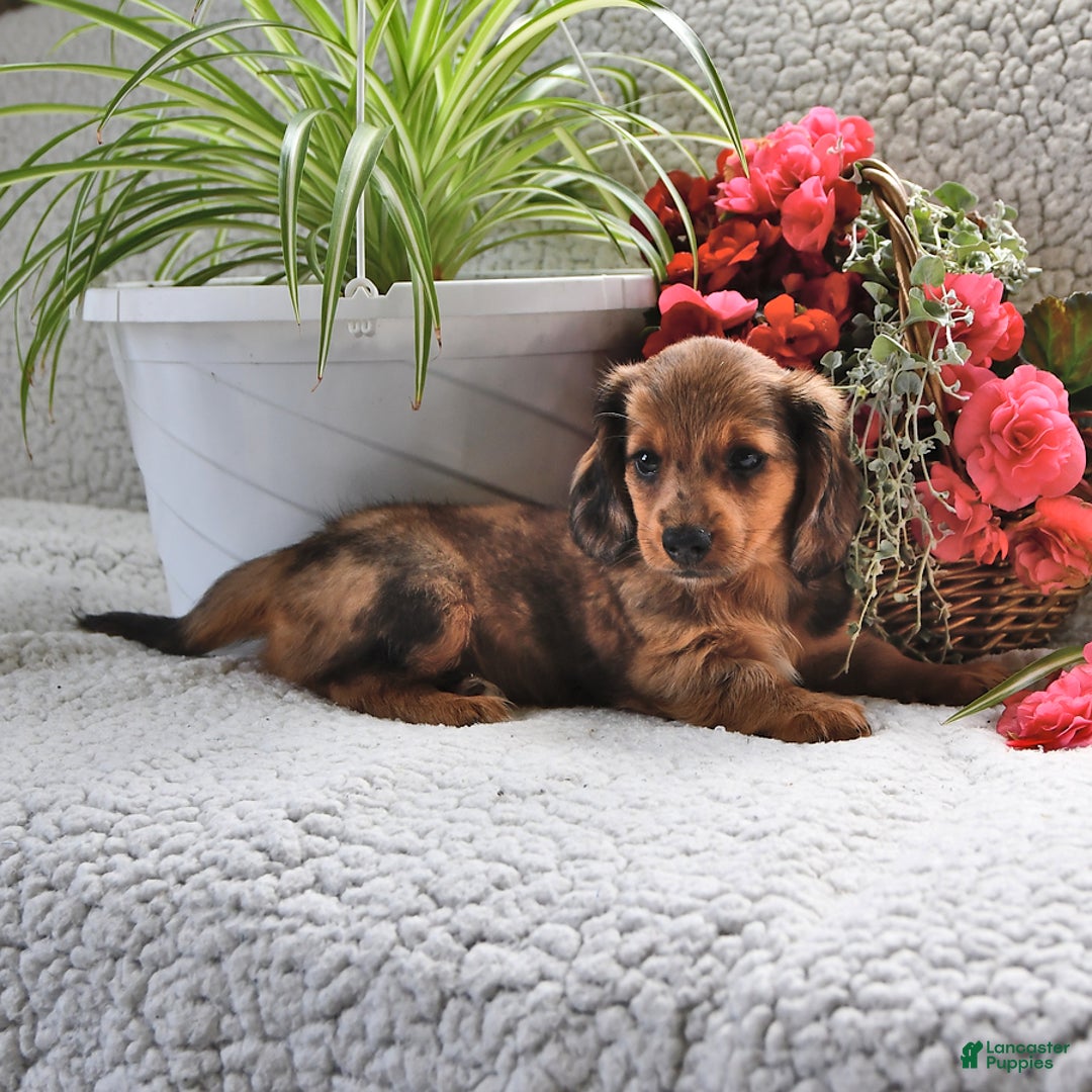 Miniature Dachshund dogs for sale: Miniature Dachshund 4 puppies - Image 13