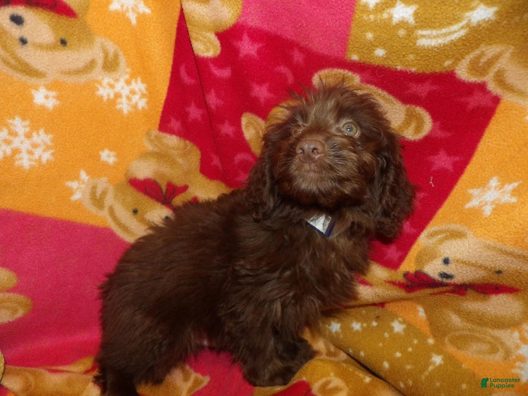 Aussiedoodle dogs for sale: BROWNIE - Image 5