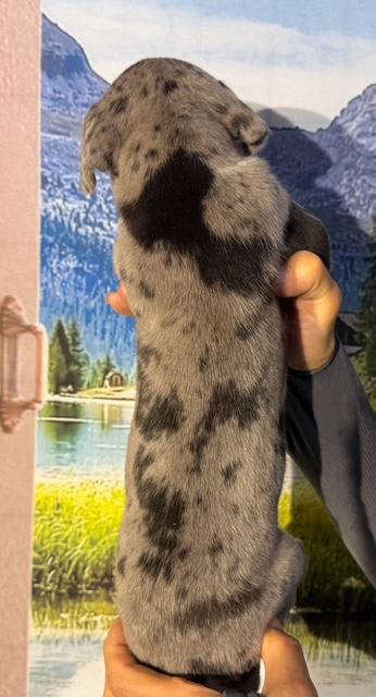 Great Dane dogs for sale: Luke - Mantle Merle - Image 4