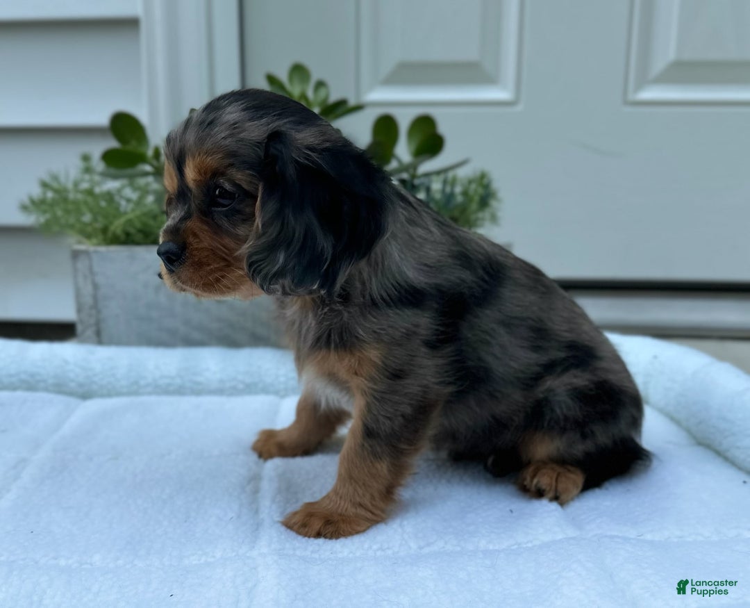 Cavalier King Charles Spaniel dogs for sale: Robby - Image 7