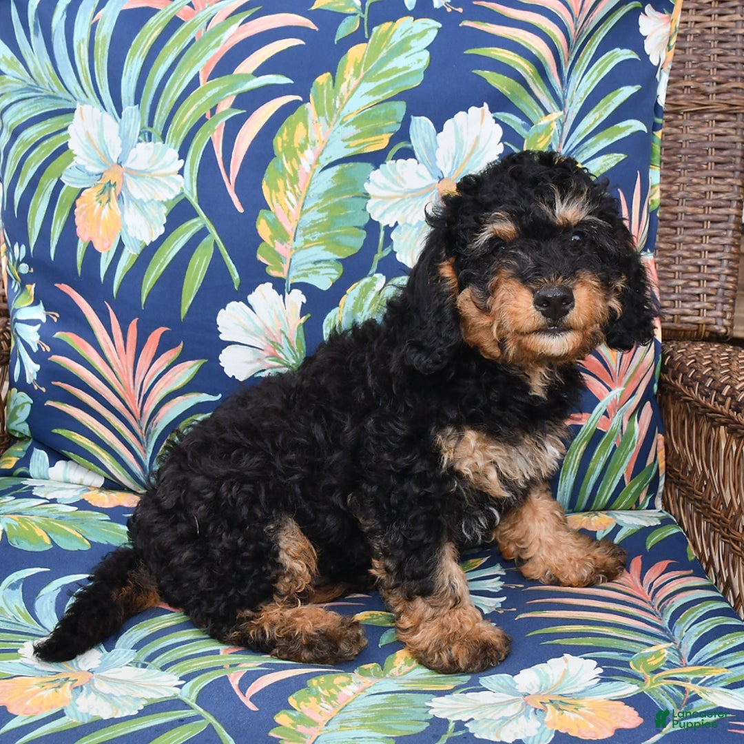 Forever dogs for sale: Teddy - Image 4