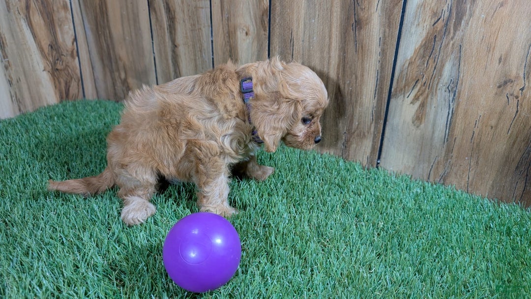 Cavapoo dogs for sale: Fiona Girl 2 - Image 4