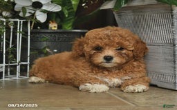 Shihpoo dogs for sale: Blossom - Image 3