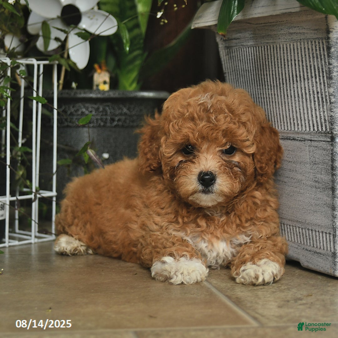 Shihpoo dogs for sale: Blossom - Image 3