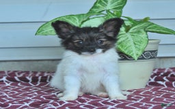 Papillon dogs for sale: Mia - Image 4
