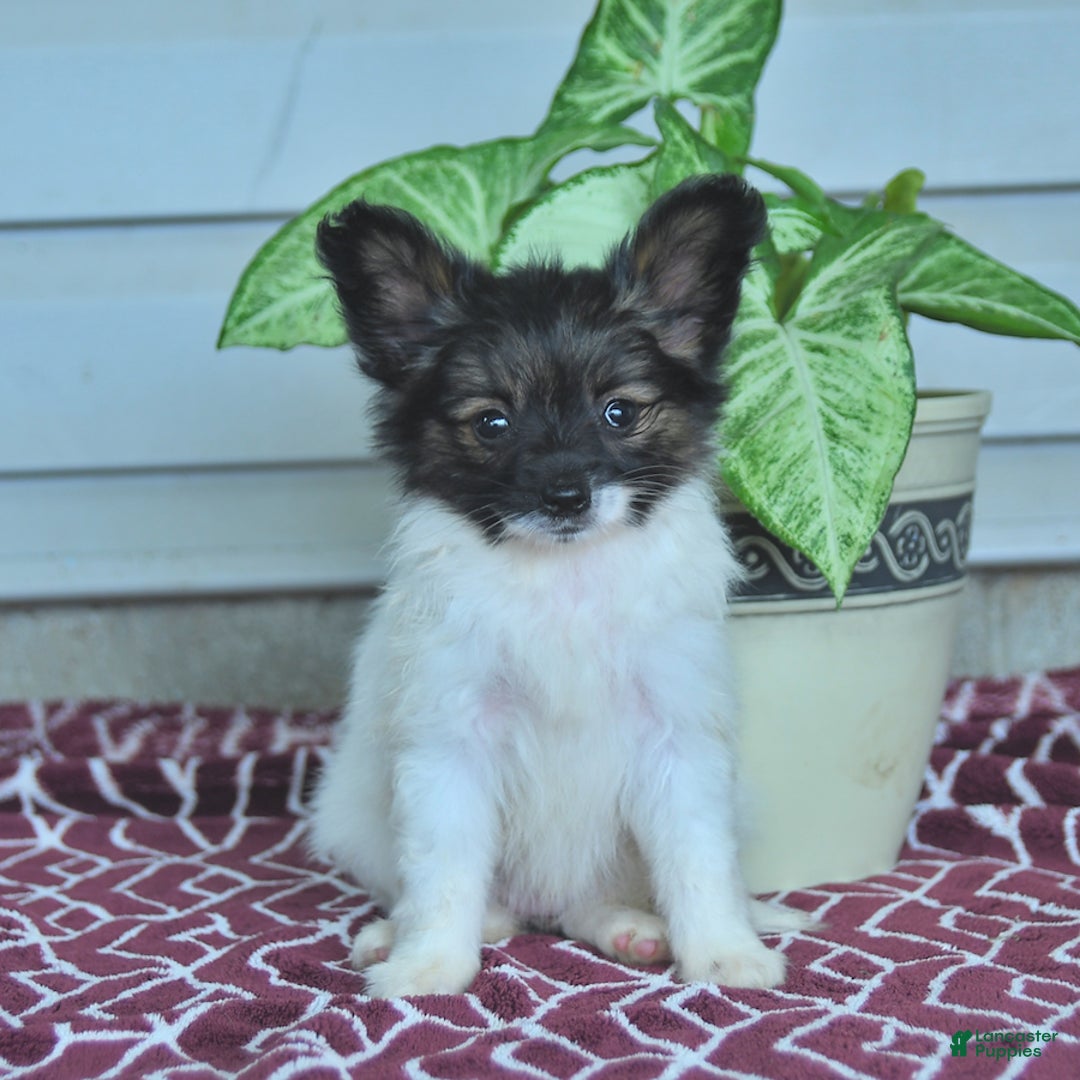 Papillon dogs for sale: Mia - Image 4