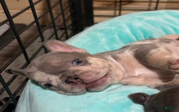 French Bulldog dogs for sale: Harvey - Image 5
