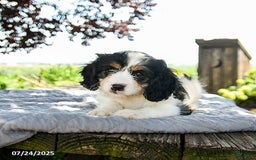 Cavapoo dogs for sale: Luna - Image 5