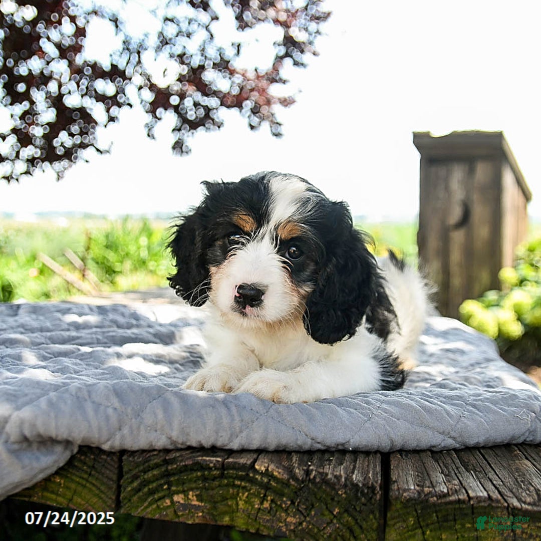 Cavapoo dogs for sale: Luna - Image 5