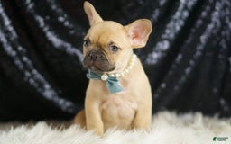 French Bulldog dogs for sale: Denali - Image 1