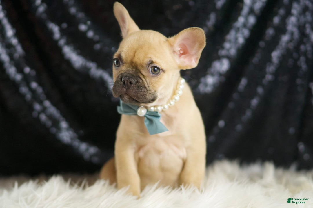 French Bulldog dogs for sale: Denali - Image 1