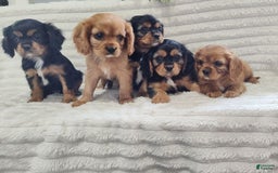 Cavalier King Charles Spaniel dogs for sale: Joy - Image 9