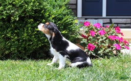 Cavalier King Charles Spaniel dogs for sale: Missy - Image 14