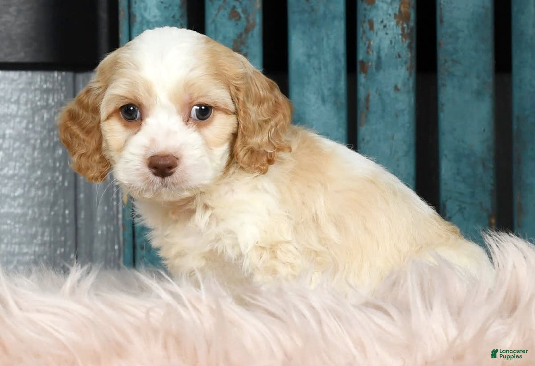 Cavapoo dogs for sale: Tinker - Image 8
