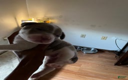 American Bully dogs for sale: Charlie - Image 2
