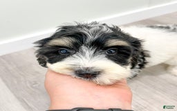 Mini Bernedoodle dogs for sale: Diva - Image 8